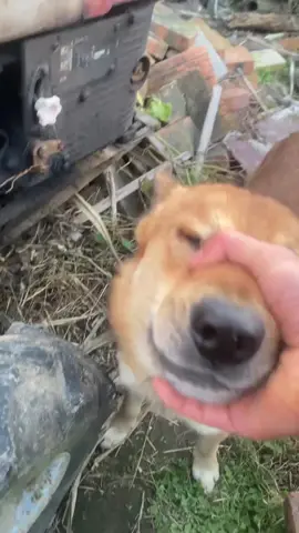 #大黃 #狗狗 #狗狗成精了 #狗狗的日常 