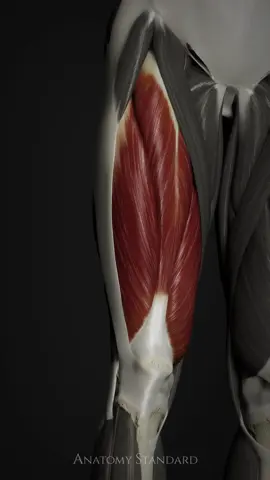 We are pleased to present our newly created quadriceps muscle in motion, demonstrated through leg flexion and extension. Can you name all four heads of the quadriceps muscle? Another layer added to our mission to build a complete, functional digital model of the human body. #quadricepsanatomy #anatomystandard #lowerlimbanatomy #thighmuscles #humananatomy3d 