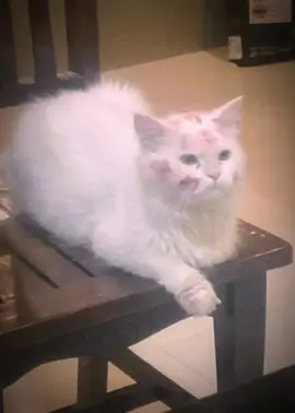 💋🐈 #kitty #cat #hellokitty #CapCut 