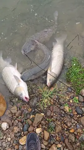 Xin phém, em sĩ tới tết ạ 😂😂 #LearnOnTikTok #xuhuong #xuhuongtiktok #fhising #cauca 