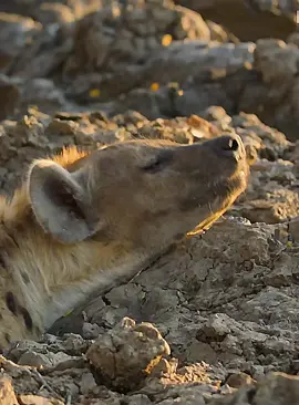 Part 5#fyp #wildlife #animalsworld #foryoupage 