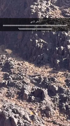 هذي اخر روس المراقيب 🤣🤣🤣💔 #وبران #مقناص #حجل #شنير #صيد 