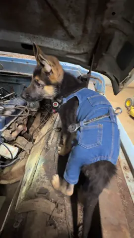 I’ve been working like a dog here lately🫣 #bluecollar #fyp #puppiesoftiktok  @Ford Motor Company 