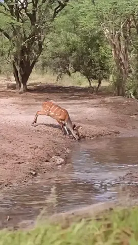 #tektok #مفترسات #عالم_الحيوان #الحياة_البرية 