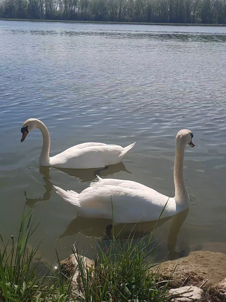 Tekst pjesme © [Simplman] [2025] #Majka#balkanmusic #fyp#balkantiktok#balkan 