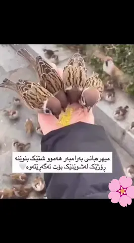 #هەولێر_سلێمانی_دەهۆک_ڕانیه_کەرکوک #tiktok #گەڵایپایز #aenda🌸🥀🍁🍁