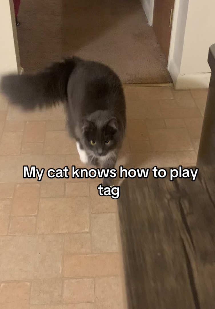 He ran so fast #fluffycat #cat #sillycat #PetsOfTikTok #clingycat 