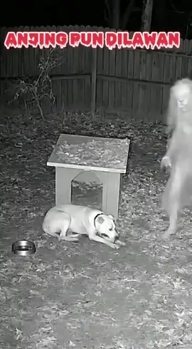 #serem #senggoldongシ🖤😎🤙🤙 #creatorsearchinsights #amazing 