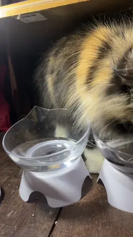 #ที่ใส่อาหารแมว #ชามอาหารสัตว์เลี้ยง #แมว 