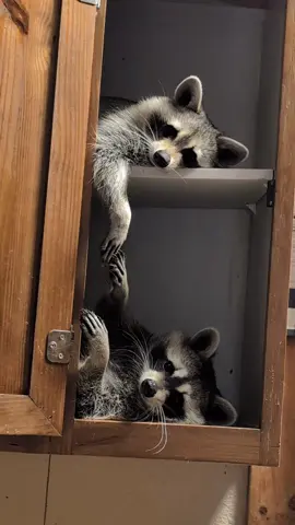 #PetsOfTikTok #petraccoon #arkansas #whiskeyandrye #trashpanda 