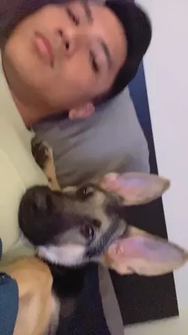 My dog is the star, I just exist in the background 🤣 He’s not just a pet—he’s family 💛🐶#mydogsteppedonabee 