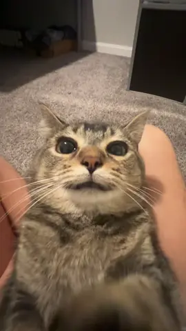 dancing in the dark #fyp #cat 