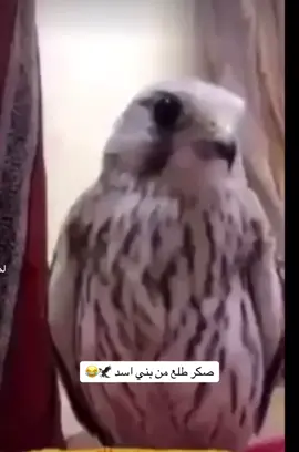 قبيلة بني أسد #بني_اسد_فخر_العرب🦅🔥 #صكر_بني_اسد#العراق_بغداد #خليج_العربي #fyp 