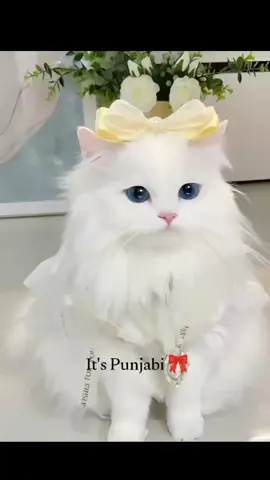 😩🥹🤭😂👻 #viral?videotiktok😇😇 #foryou_page #viralmyaccount🙏🙏😚😘  #funnyvideos #😂😂😂 