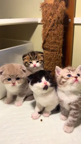 bayik👶🏻🍼#adopsikucing #scottish #cats #lucu #british 