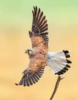 #احذر_الحر_تامر_البدوي  #fyp 