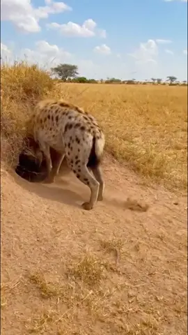 #growmyaccount #fyppppppppppppppppppppppp #waqas_kutwaal #growmyaccount 