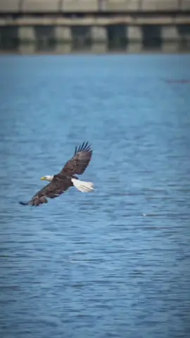 #CapCut #تصميم_فيديوهات🎶🎤🎬 #لايك__explore___ #viralvideos #اكسبلور 