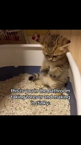 #cat #catsoftiktok #couple #couplecomedy #girlfriend #ilovemygf #fyp #viral 