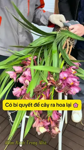 #trongcay #trongcaytainha 