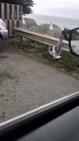 #nature #hayvan #hayvansevgisi #fyp 