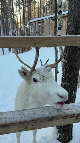 Feeding santas reindeers in Lapland 🥹❄️🧑🏻‍🎄🎀🎄