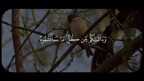 واتاكم من كل ما سألتموه - المنشاوي || حساب وقناة القران بالبايو #قران #quran