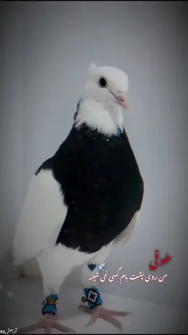 طوقی من روی پشت کسی نمیشینه#وحید_مرادی 🖤🦅