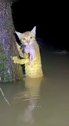 අම්මලා එහෙම තමා🥲✨🥹🙏