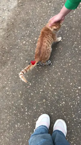 هلكَ والعاذل يريدون 😔♥️،#الحمدلله_دائماً_وابداً #الشعب_الصيني_ماله_حل😂😂 #اكسبلورexplore #بودكاست #اغاني 