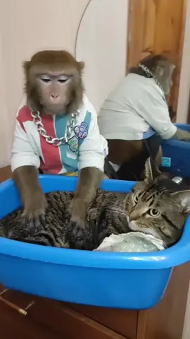 #юмор #николаич #обезьяны #топ #рек 