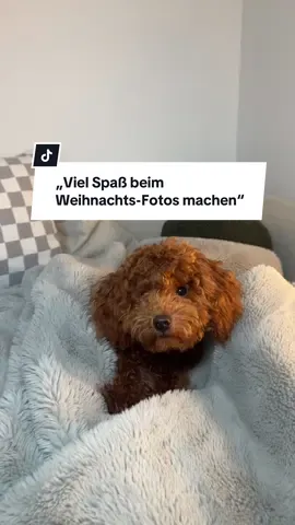 „And a Leckerli new year“ finde ich sollten wir alle übernehmen ✨ #dog #dogmom #merrychristmas #fyp 