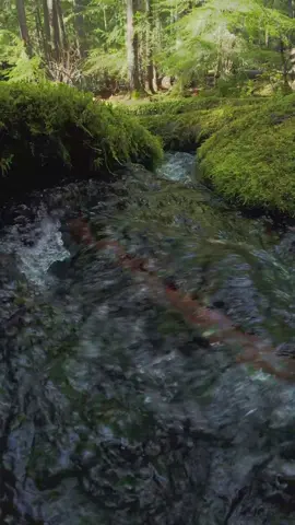 Mesmerized by the way the water swirled through this little moss-covered alcove along the river. The sunlight filtering through the trees made the whole scene glow, with soft green tones and the gentle sound of flowing water all around. It’s one of those quiet forest moments that feels calm, grounding, and endlessly peaceful 😌