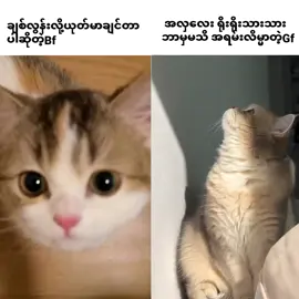 နော့်#fypシ #xycba 