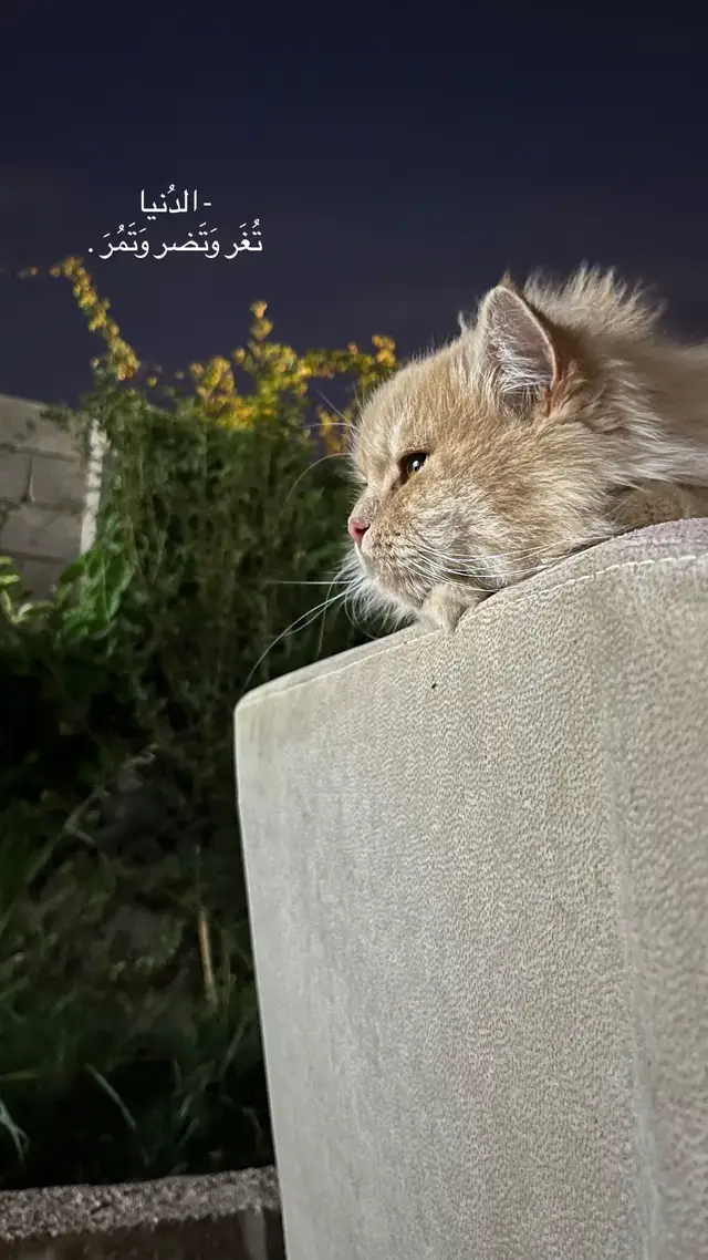 #عبارات #تصويري_احترافي_الاجواء👌🏻🕊😴 #قطط #عباراتكم_الفخمه📿📌 #الانبار_موصل_بغداد_اربيل_كل_المحافظات 