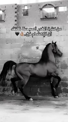 #خيل_وخياله🐎 #viral #fyp #اكسبلورexplore #اقتباسات 