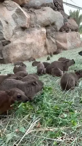 ويران #محميه #القهد #مقناص #نجران #الشعب_الصيني_ماله_حل😂😂🙋🏻‍♂️ 