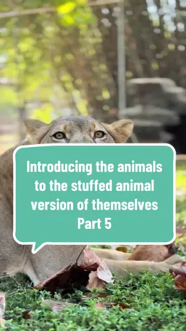 Introducing the animals to the stuffed animal version of themselves: Part 5!  #gulfbreezezoo #lio #lions #lioness #zoolife 