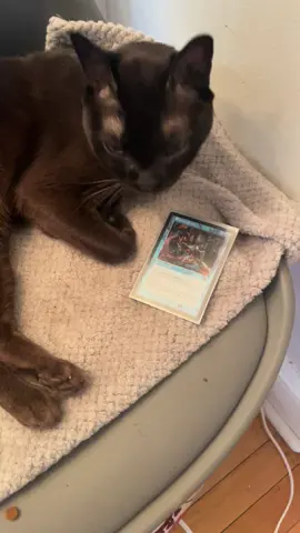 Yes I paid the one. #edh #magicthegathering #mtgcommander 