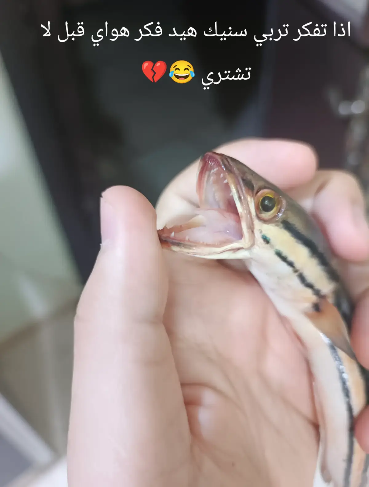 #الشعب_الصيني_ماله_حل😂😂 #sneakheadfish 