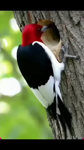 #Squirrel had enough of that #woodpecker and pulled the #blick on him #meme #funny 