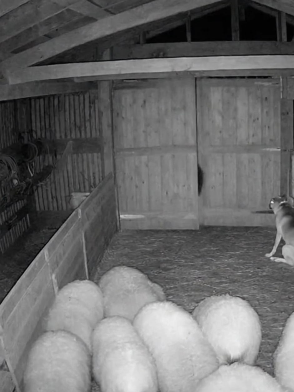 The way it falls on the barn door at the end… that wasn’t normal #scary #creepy #skinwalker #cctv #fyp 