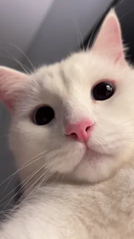 จังหวะหันมาสบตา ใครไหวก็ไปก่อนเลย #แมวขาวมณี #กิ๊ซซี่กับกังฟู #cat #สัตว์เลี้ยงtiktok #viral 