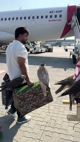 #طيران_الامارات #طير 