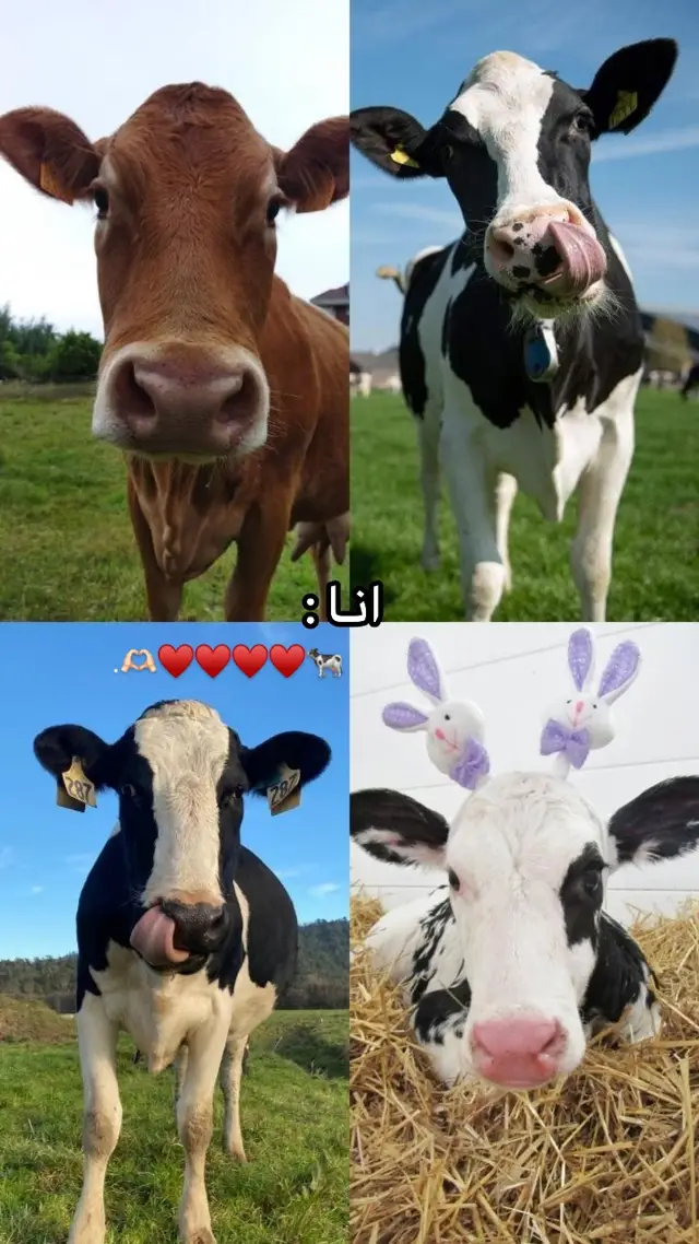 فـديـتنــااا 🤭🥲🫶🏻.