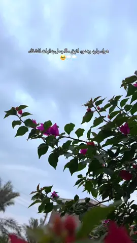 #جوء_الشتاء #هواء_نقي #طبيعه #هواجيس #هدوء