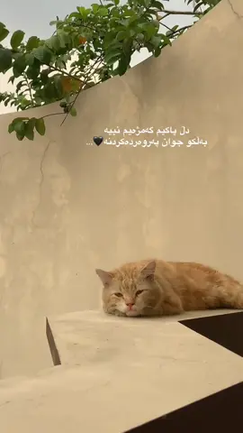 جوان پەروەردەکردنە🖤… #kurdishcat #fyppppppppppppppppppppppp #fyp #erbil #هەکار 