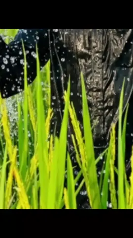 আইডি চেক 😩😩