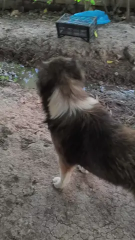 #kesvet #fyp #itbazlar #kesvet #tutdaala🥴🌹 