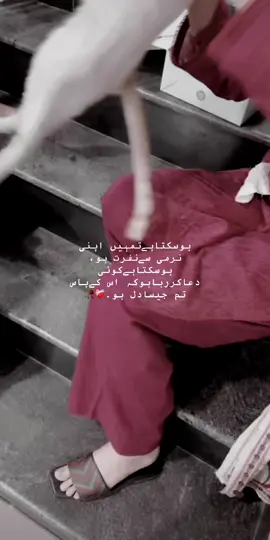 ہوسکتاہےتمہیں اپنی نرمی سےنفرت ہو،  ہوسکتاہےکوئی دعاکررہاہوکہ اس کےپاس تم جیسادل ہو۔❤️‍🩹🥀